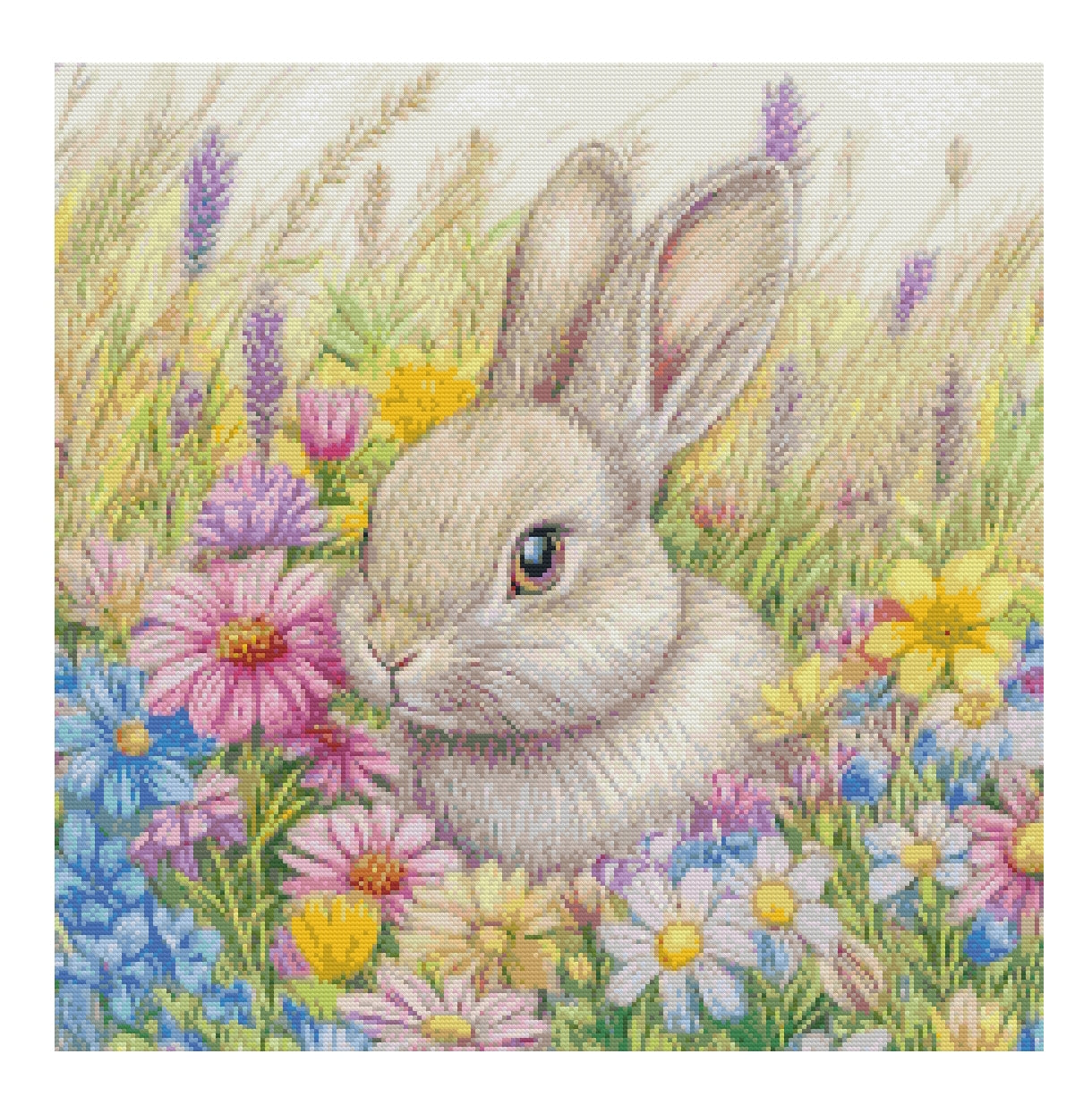 Hase
