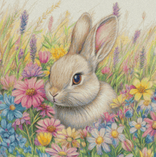 Hase