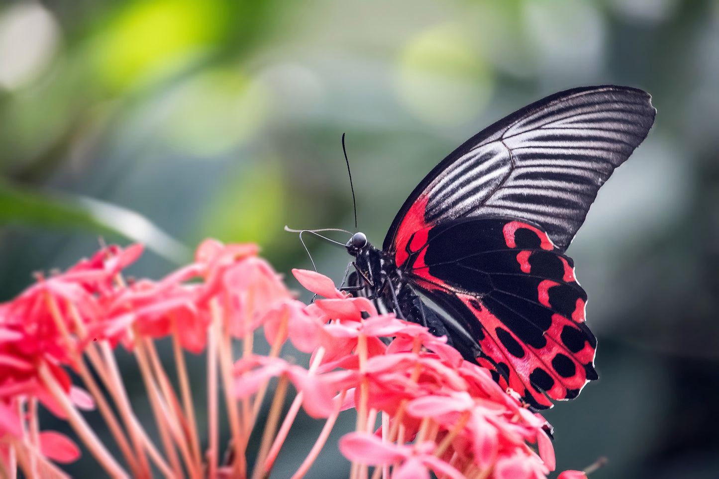 Tabby -Butterfly Hugs / Schmetterlingsumarmung