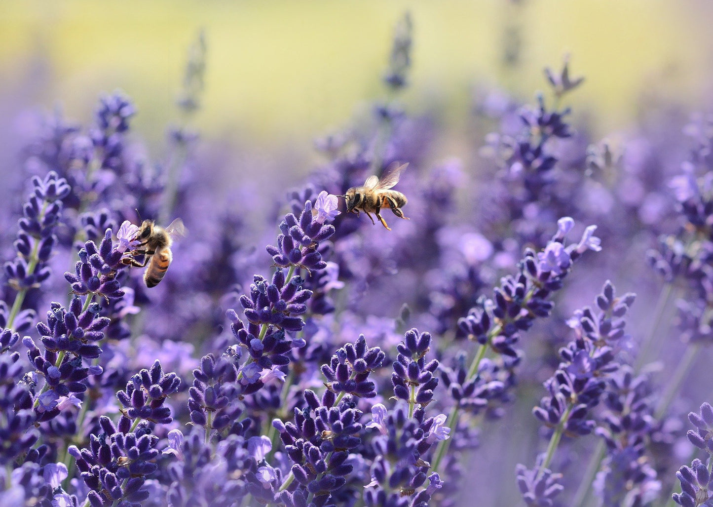 Diamond Painting Duftwachs - Lavendel & Tonkabohne