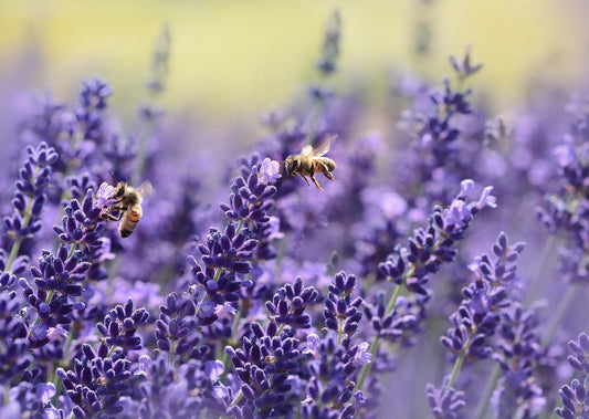 Diamond Painting Duftwachs - Lavendel & Tonkabohne